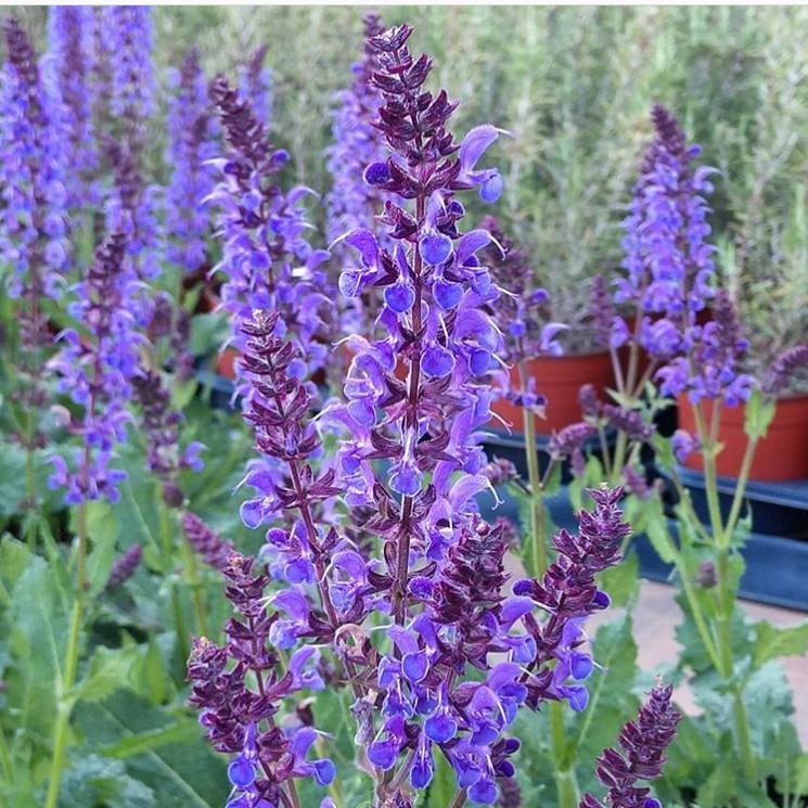 Salvia nemorosa 'Blue By You'  - Blue By You Meadow Sage