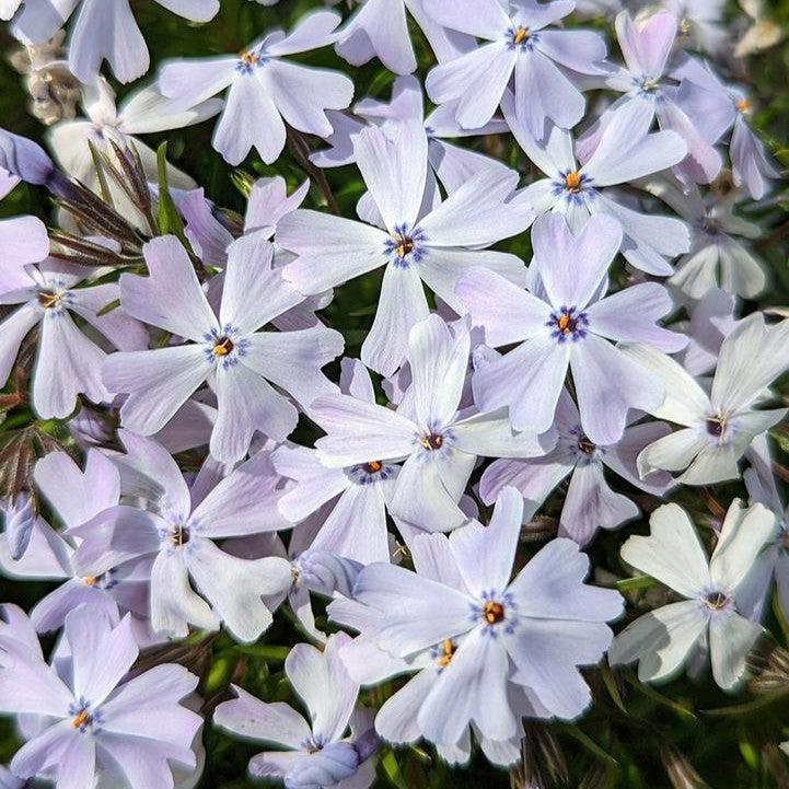 Phlox subulata 'Spring Blue'  - Spring Blue Creeping Phlox