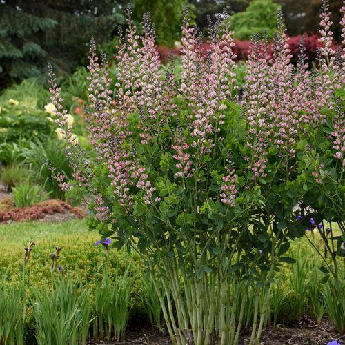 Baptisia 'Pink Truffles' PP26,588  - PW® Decadence® Deluxe Pink Truffles False Indigo