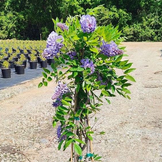 Wisteria frutescens 'Amethyst Falls'  - Amethyst Falls Wisteria