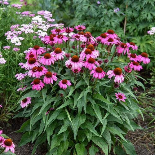 Echinacea 'The Fuchsia is Bright'  - Color Coded® The Fuchsia is Bright Echinacea