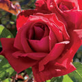 Rosa 'Chrysler Imperial'  - Chrysler Imperial Rose