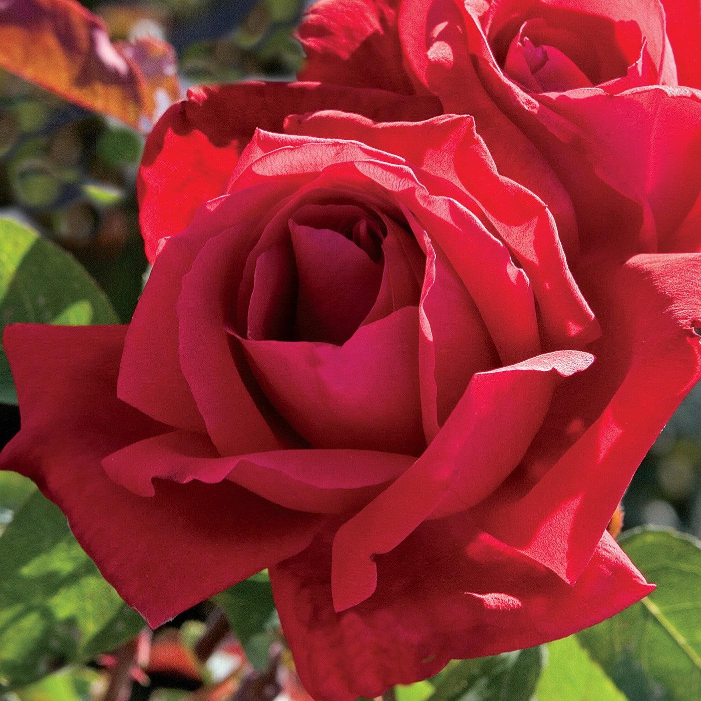 Rosa 'Chrysler Imperial'  - Chrysler Imperial Rose
