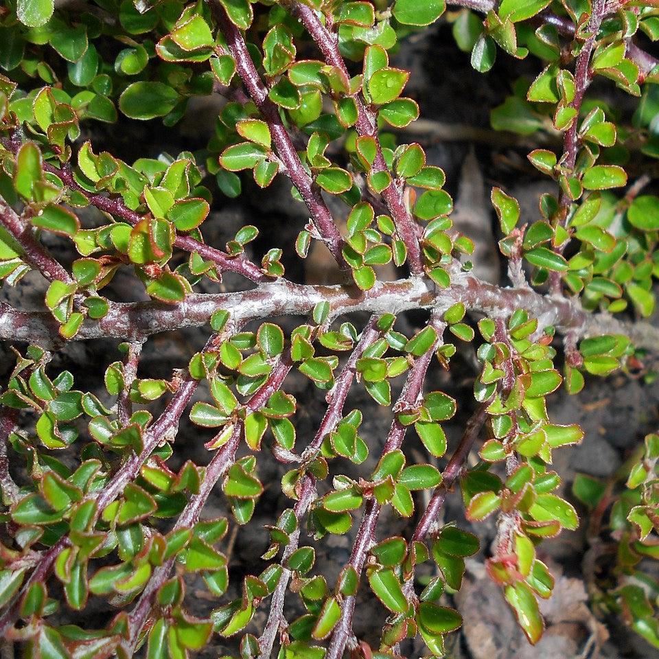 Cotoneaster adpressus 'Little Gem'  - Tom Thumb Cottoneaster