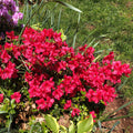 Azalea kaempferi 'Johanna'  - Johanna Azalea