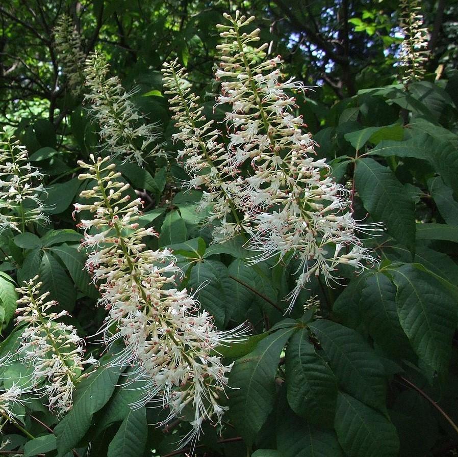 Aesculus parviflora  - Buckeye Bottlebrush