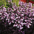 Penstemon digitalis 'TNPENDB'  - DAKOTA™ Burgundy Beardtongue