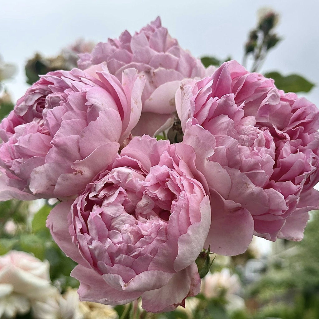 Rosa 'AUStijus'  - The Ingenious Mr. Fairchild® Rose