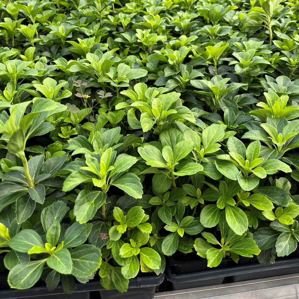 Pachysandra terminalis  - Japanese Spurge