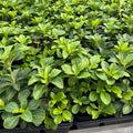 Pachysandra terminalis  - Japanese Spurge