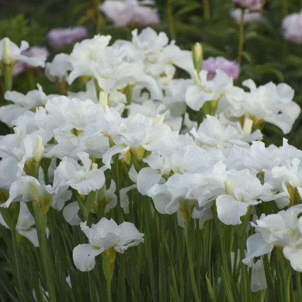 Iris sibirica 'Swans in Flight'  - Swans In Flight Siberian Iris
