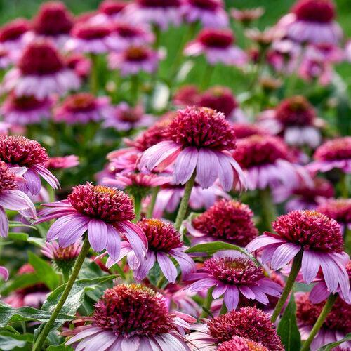 Echinacea 'Everything's Rosy'  - Double Coded® Everything's Rosy Echinacea