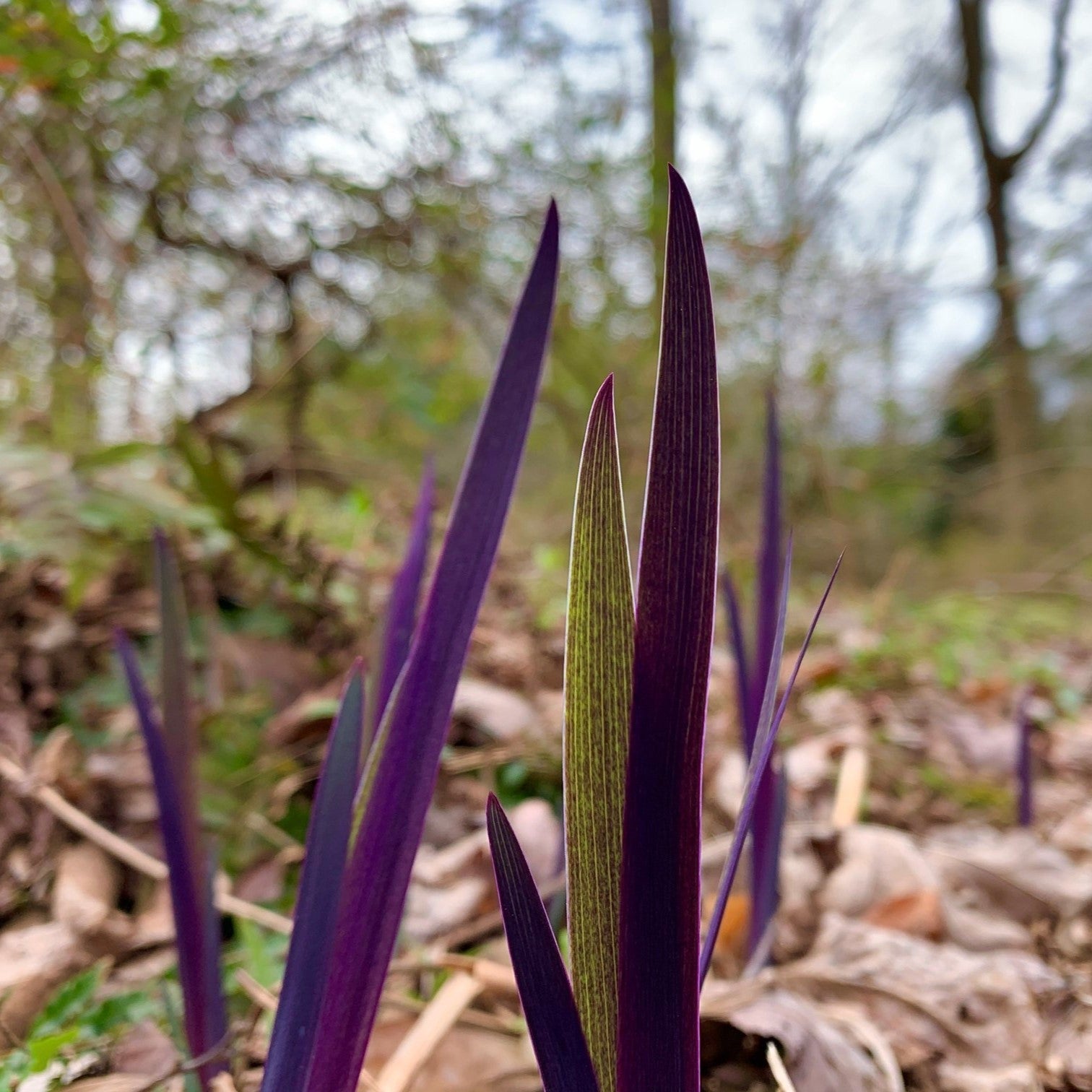 Purple Flame Blue Flag Iris (Iris versicolor) — Pollinator Perennial