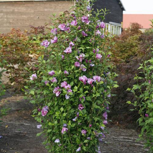 Hibiscus syriacus 'Gandini Santiago'  - Purple Pillar® Rose of Sharon