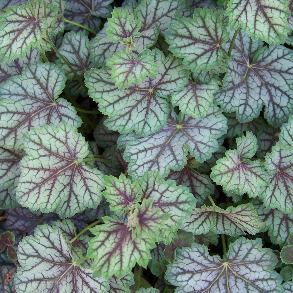 Green Spice Coral Bells (Heuchera americana) — Native Shade Perennial