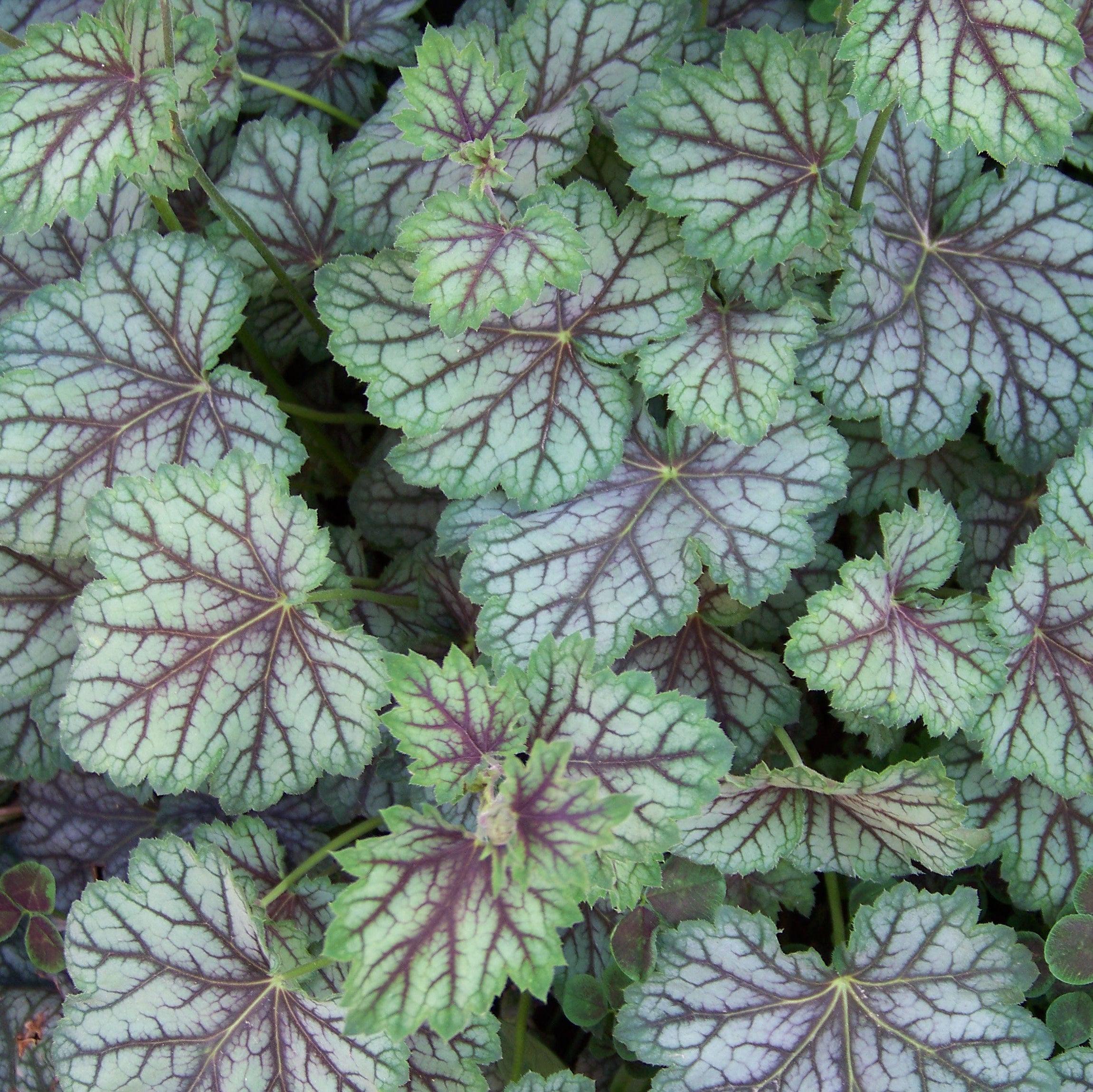 Green Spice Coral Bells (Heuchera americana) — Native Shade Perennial