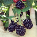 Rubus fruticosus 'Triple Crown'  - Triple Crown Thornless Blackberry