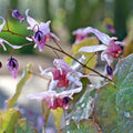 Epimedium 'Pink Elf'  - Pink Elf Barrenwort