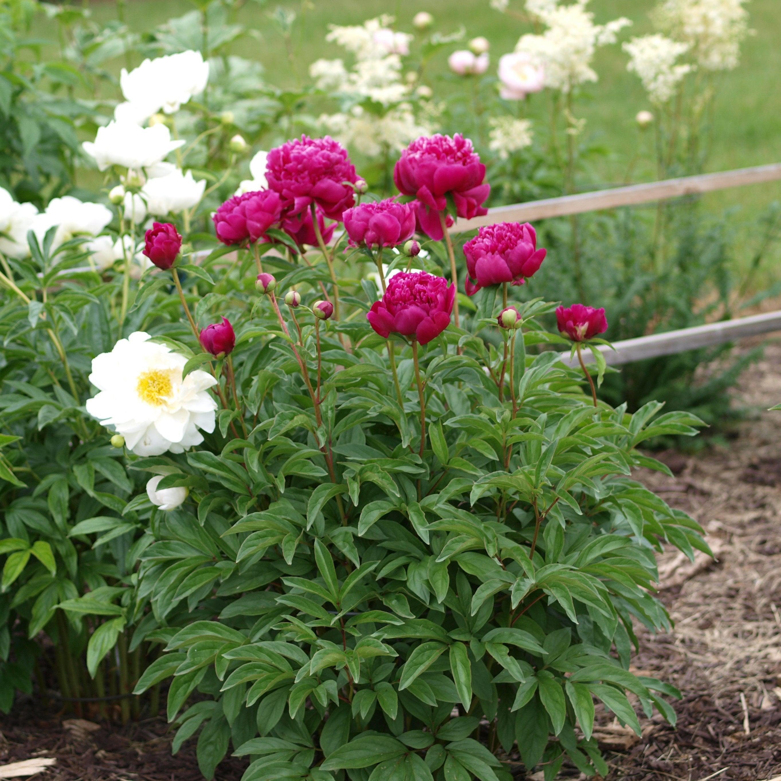 Paeonia lactiflora 'Kansas'  - Kansas Peony