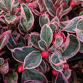 Gaultheria procumbens 'GaulBri1'  - Winter Splash™ Wintergreens