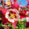 Aquilegia 'PAS1258484'  - Earlybird™ Red White Columbine