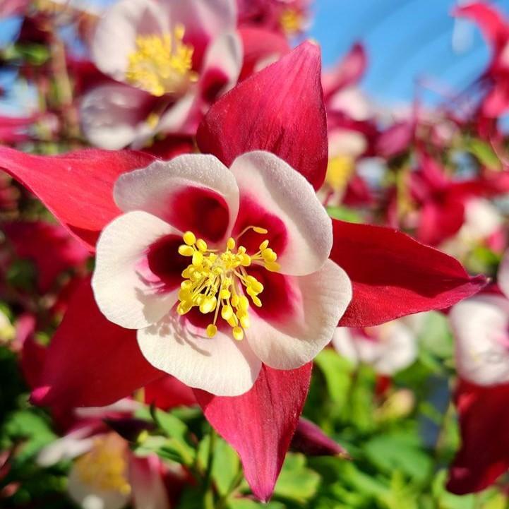 Aquilegia 'PAS1258484'  - Earlybird™ Red White Columbine