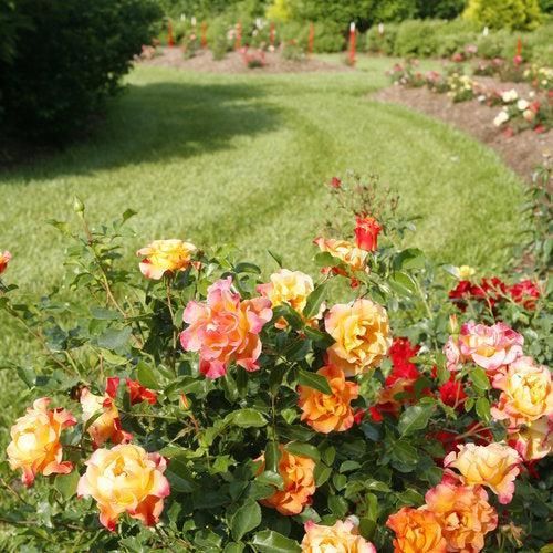 Rosa x 'CHEWGEWEST'  - Oso Easy® Suñorita® Rose
