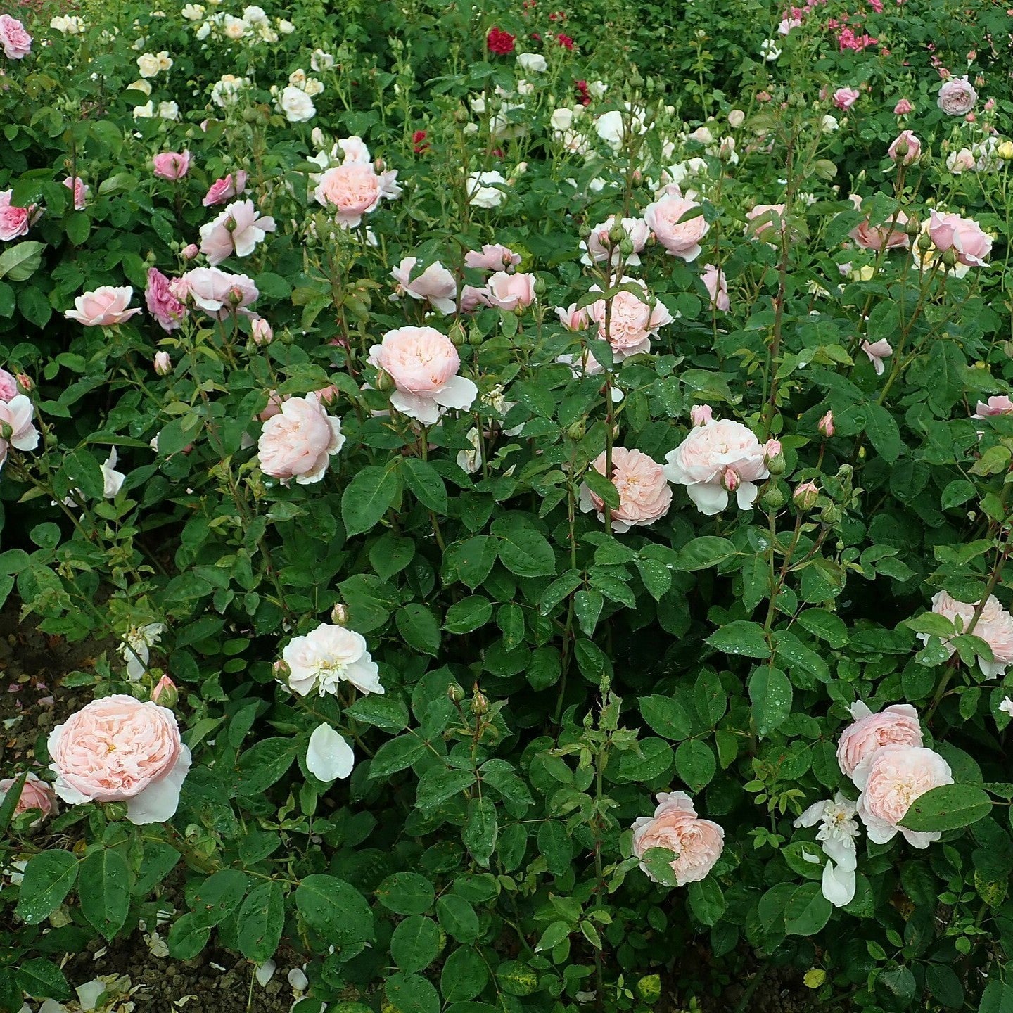 Rosa 'Ausgrab'  - The Alnwick® Rose