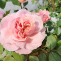 Rosa 'Auscousin'  - Boscobel™ Rose
