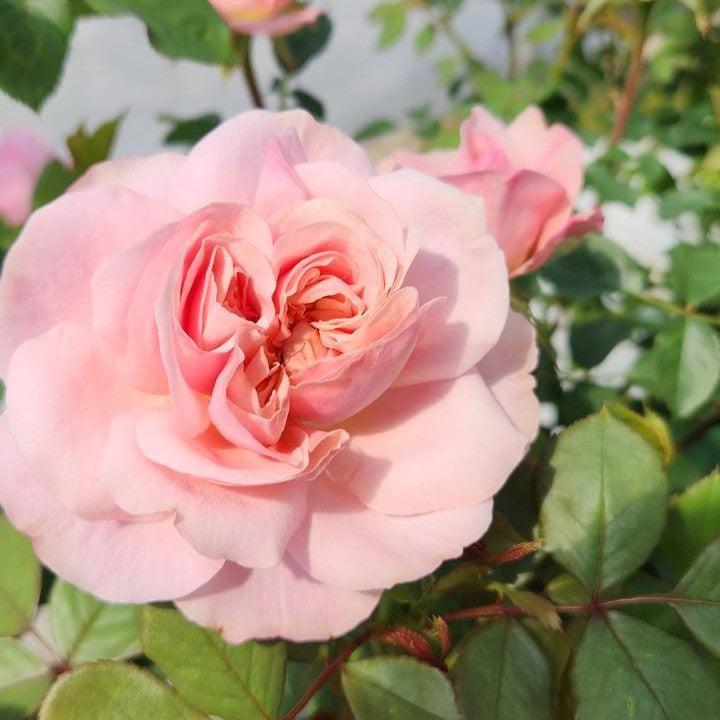 Rosa 'Auscousin'  - Boscobel™ Rose