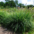 Sesleria autumnalis  - Autumn Moor Grass