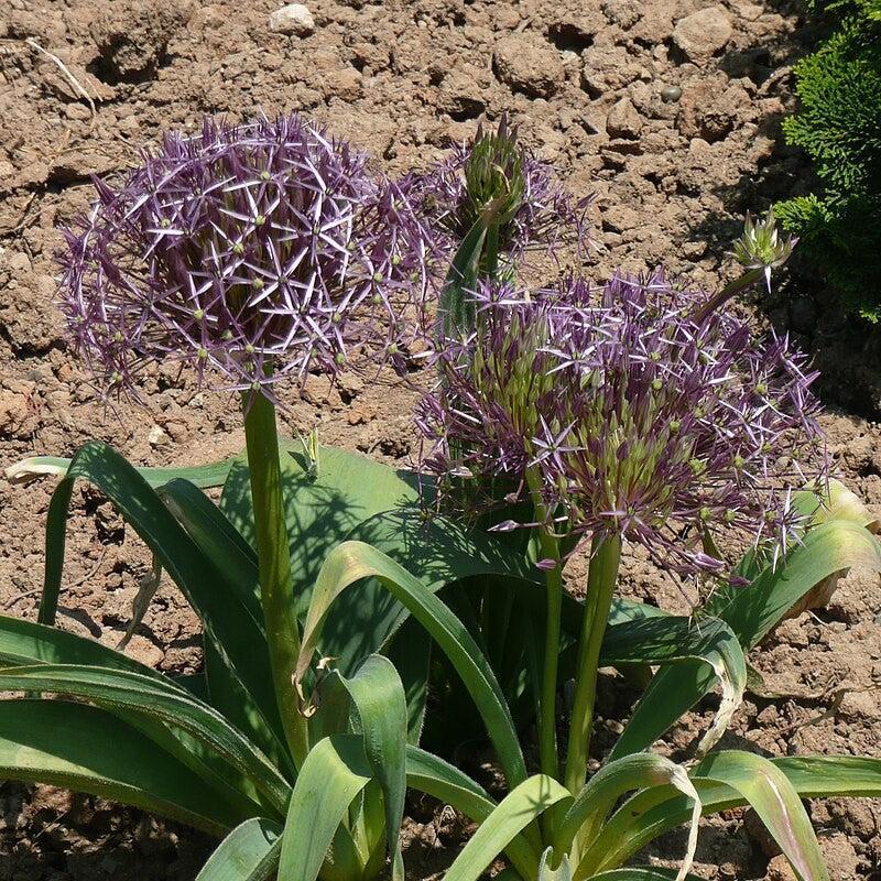 Allium cristophii  - Star of Persia