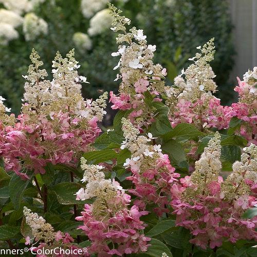 Hydrangea paniculata 'DVP PINKY'  - Pinky Winky® Hydrangea