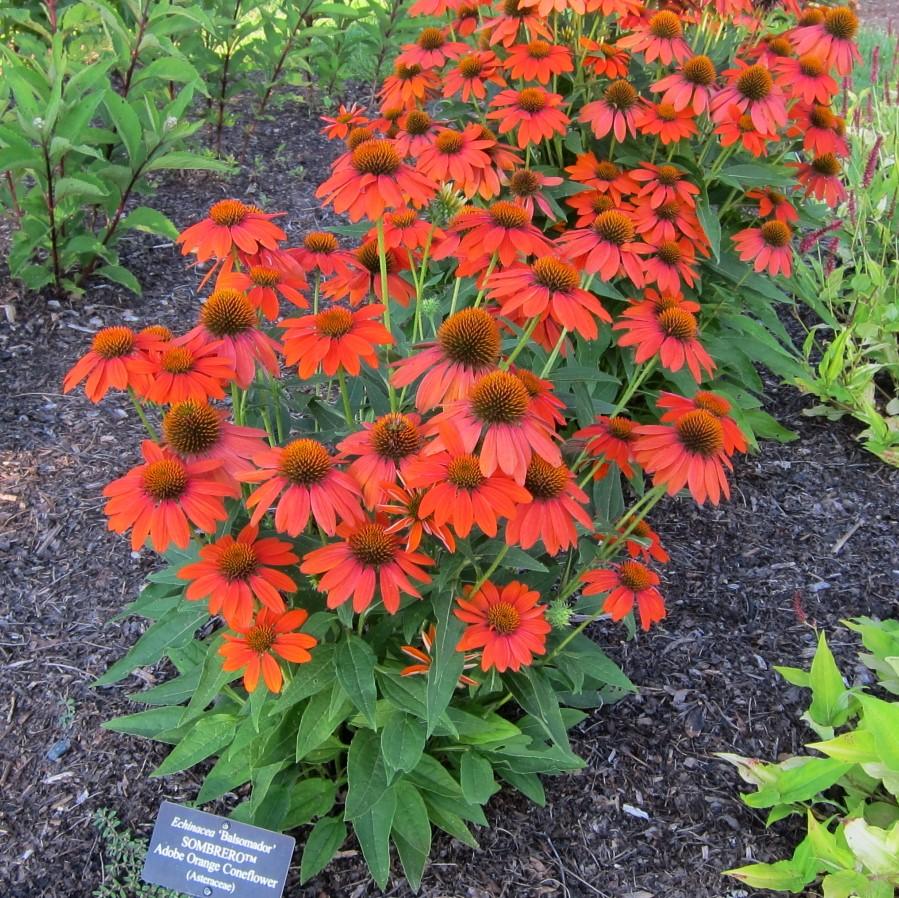 Echinacea x 'Balsomador' PP #26,639  - Sombrero® Adobe Orange Improved Coneflower