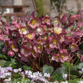 Helleborus x hybridus 'Elemental'  - FrostKiss™ Elemental Lenten Rose