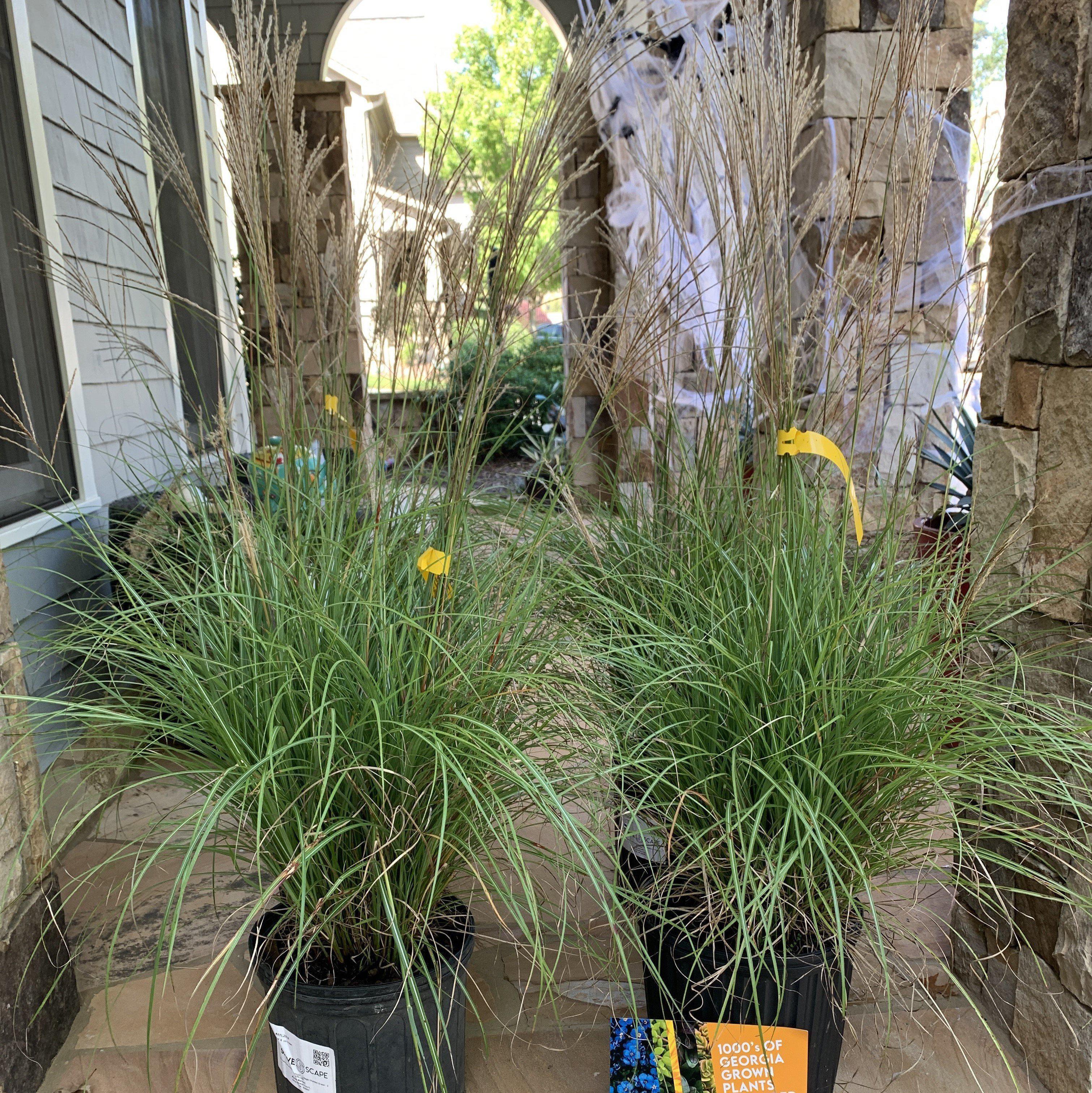 Miscanthus sinensis 'Adagio'  - Adagio Maiden Grass