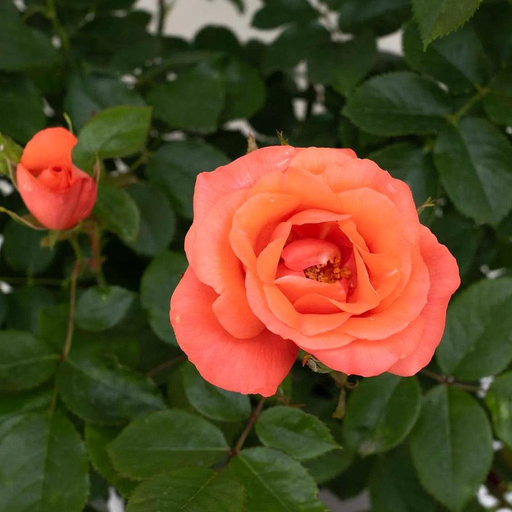 Rosa 'Meimonblan'  - Marmalade Skies™ Rose