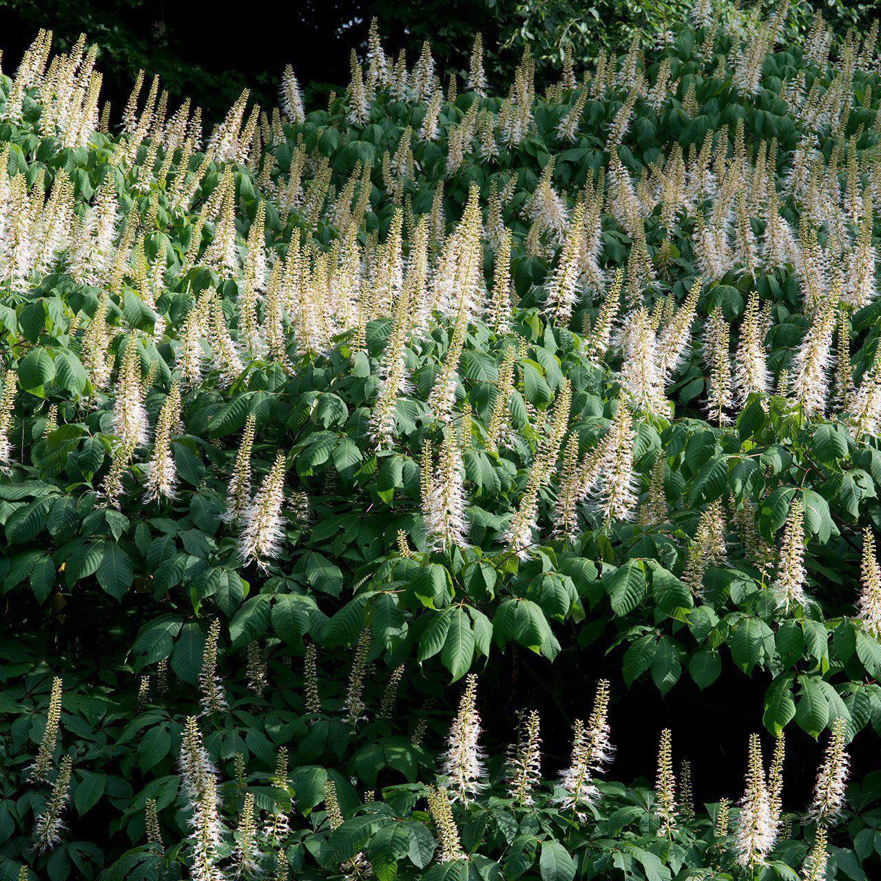 Aesculus parviflora  - Buckeye Bottlebrush
