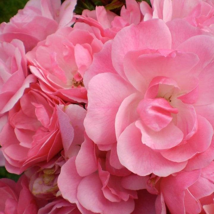 Rosa 'BAlbmas'  - Easy Elegance® Pinktopia Rose