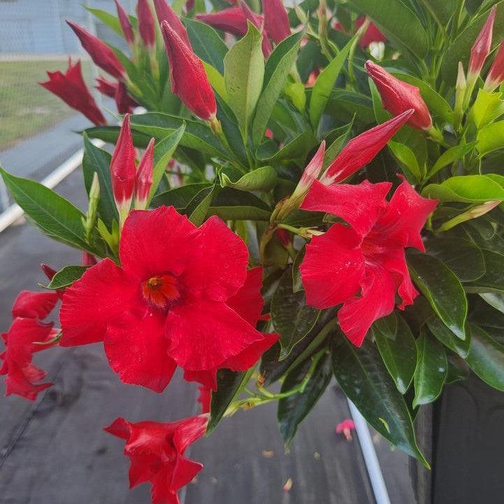 Mandevilla x 'Sundenia Red Improved’  - Sundenia® Red Improved Mandevilla
