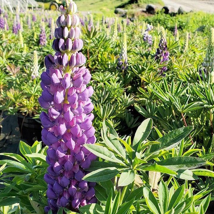 Lupinus 'Gallery Blue'  - Gallery Blue Lupine