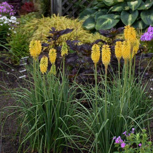 Kniphofia 'Solar Flare'  - PW® Pyromania® Solar Flare Red Hot Poker