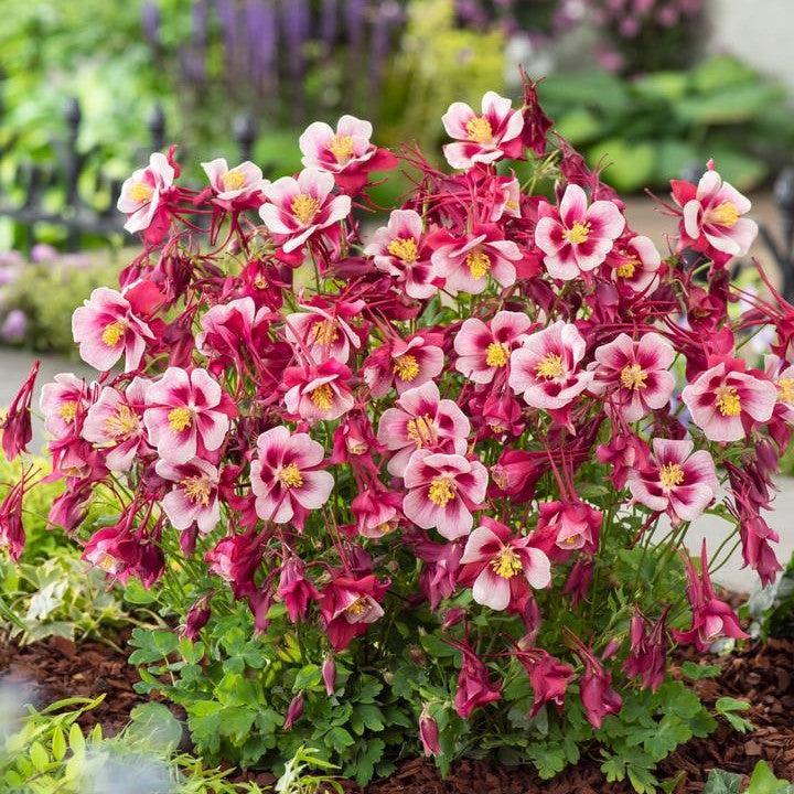Aquilegia 'PAS1258484'  - Earlybird™ Red White Columbine