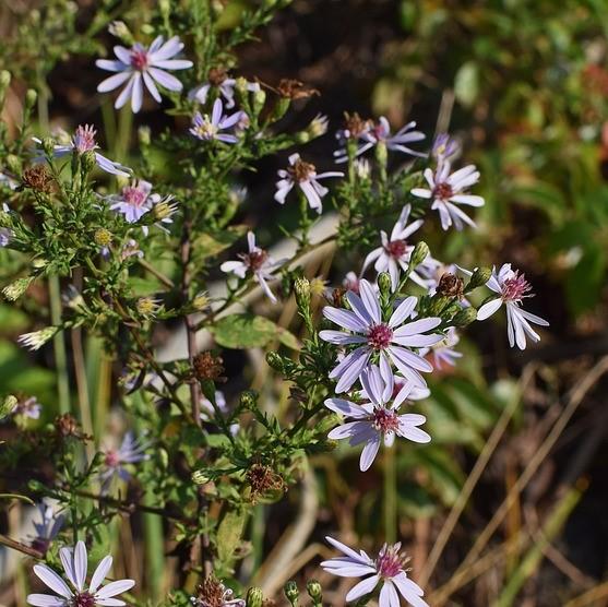 Aster cordifolius  - Blue Wood Aster