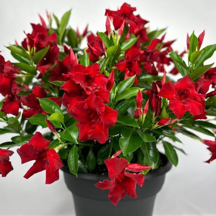 Mandevilla x 'Sundenia Red Improved’  - Sundenia® Red Improved Mandevilla
