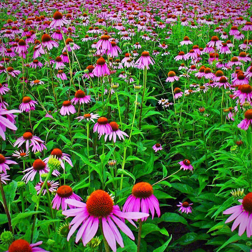 Echinacea purpurea  - Purple Coneflower