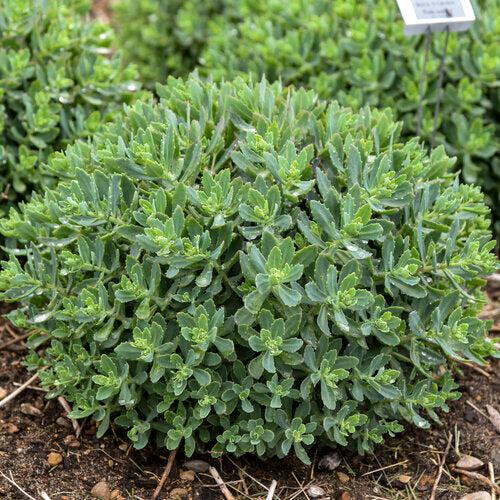 Pride and Joy Stonecrop (Sedum 'Pride And Joy') — Evergreen Pink Succulent