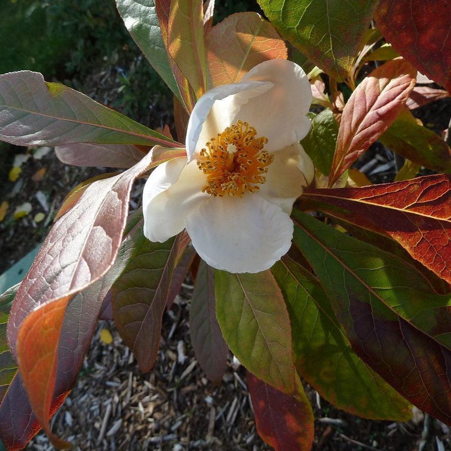 Franklinia alatamaha  - Franklin Tree