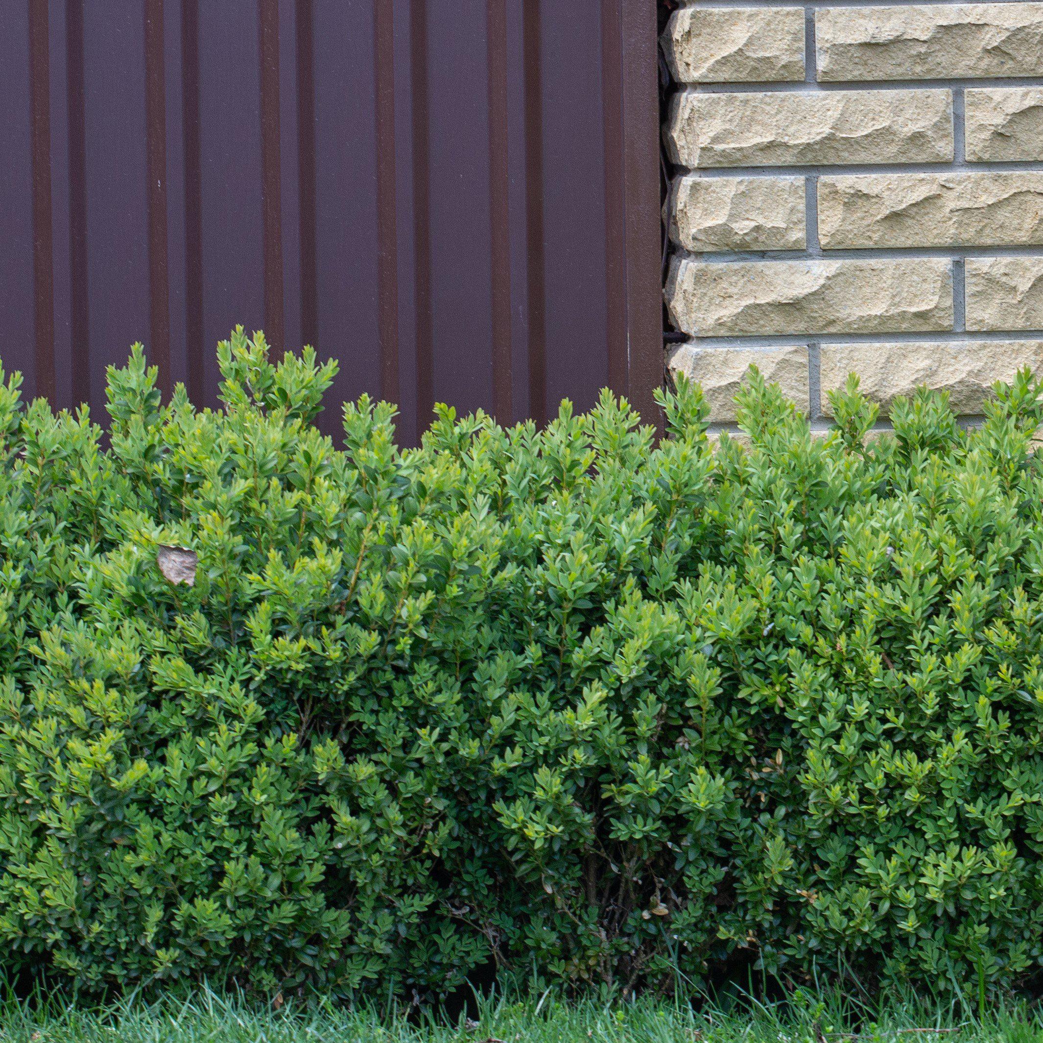 Buxus ‘SB300’ PP32421  - NewGen™ Freedom® Boxwood