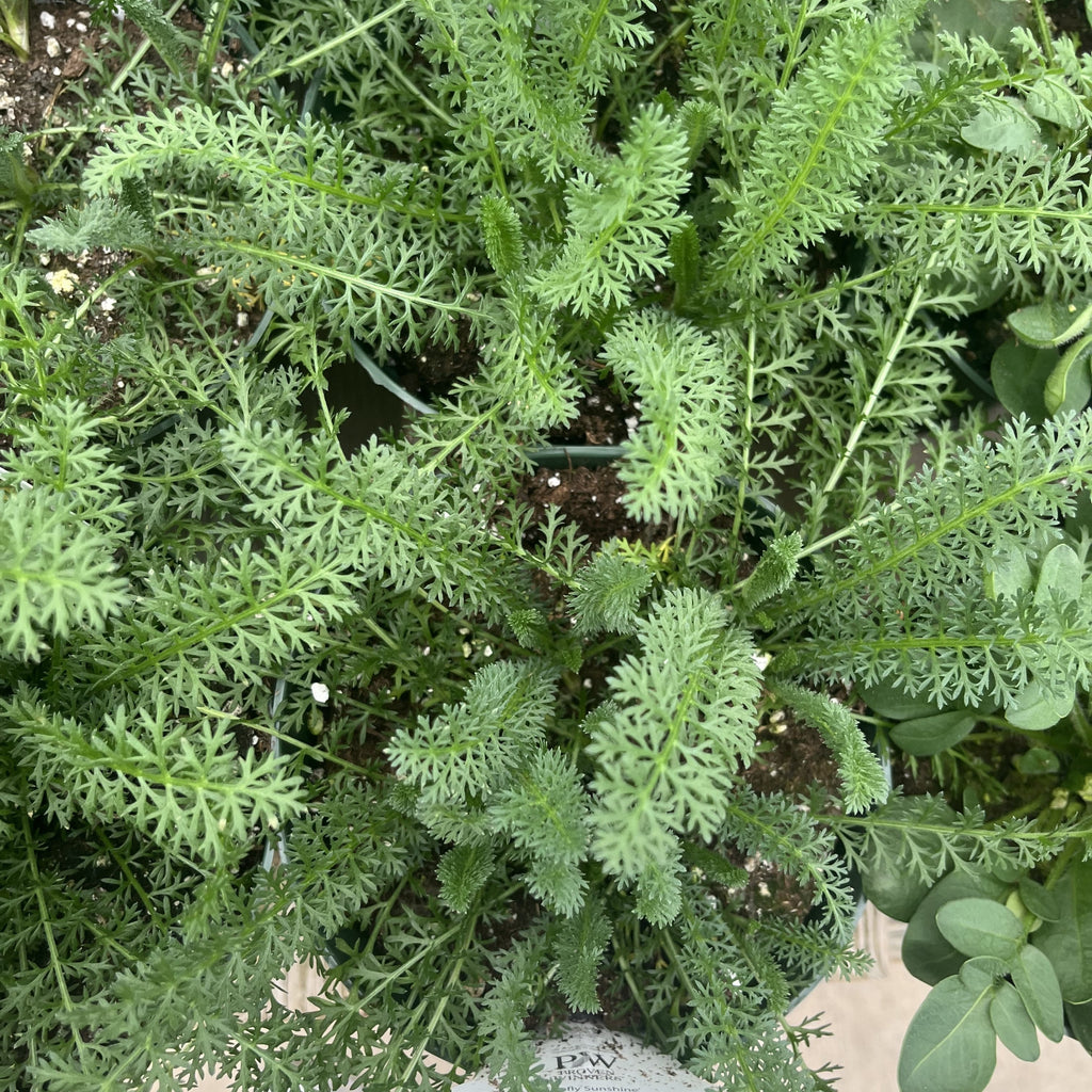 Achillea ’Firefly Sunshine’  - Firefly Sunshine Yarrow